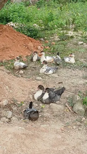 Patos
