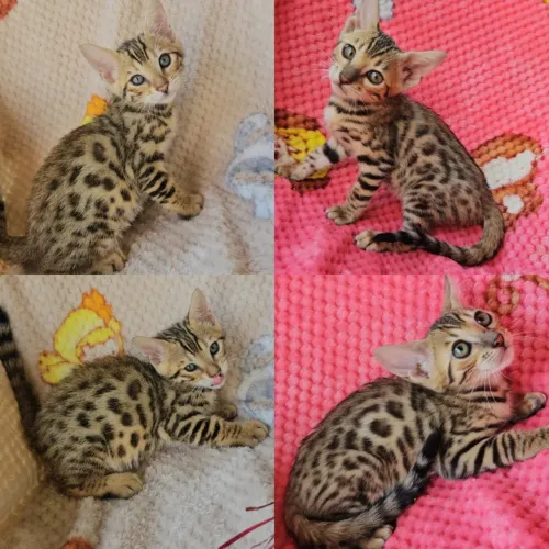 Bengal Rosetas Filhotes Gatil Bsb