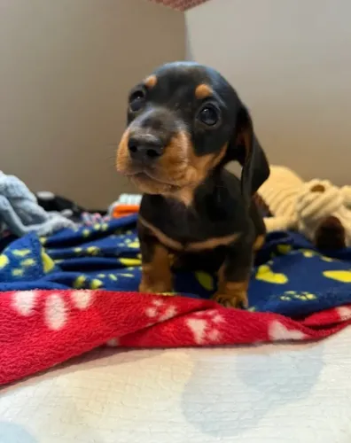 Cachorro filhote dachshund/teckel/basset/salsicha/cofap saudável