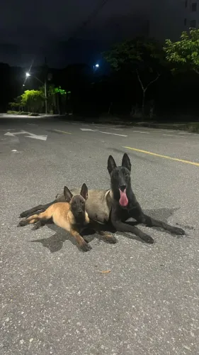Filhote de Malinois 
