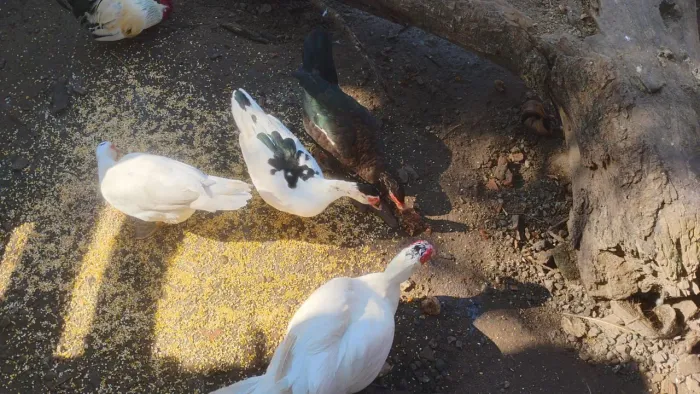 Vendo Patos 