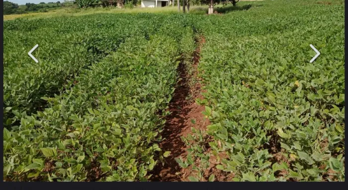 Fazenda a venda na Região de São jeronimo da Serra , proximo de Londrina