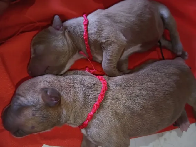 Vendas de pitmonster i pitibull genética boa ,lindos i bem saudável.