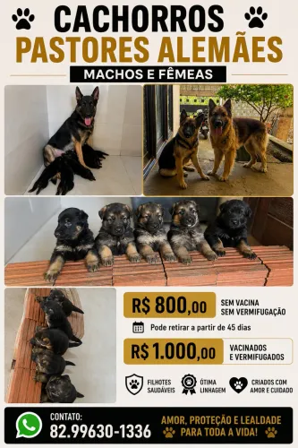 Pastores Alemães 