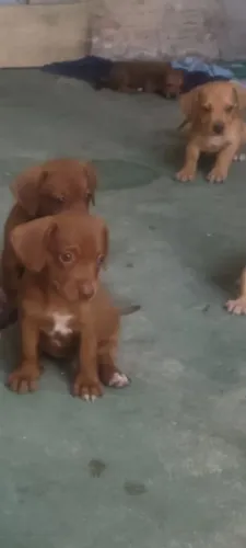 Teckel salsicha com pinscher valor 450 reais cada.
