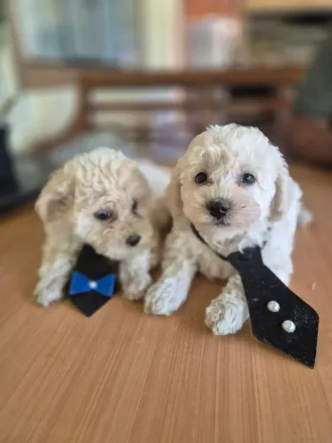 Poodle vacinados com garantia de saúde