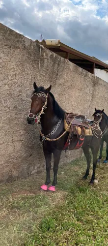 Cavalo Esquipador