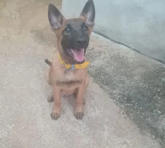 Estou doando pastor belga malinois 6 meses