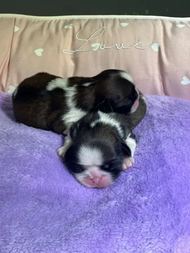 Filhotes de shih tzu