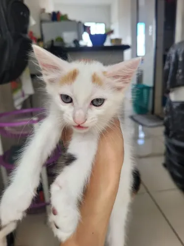 Gatinhos pra adoção