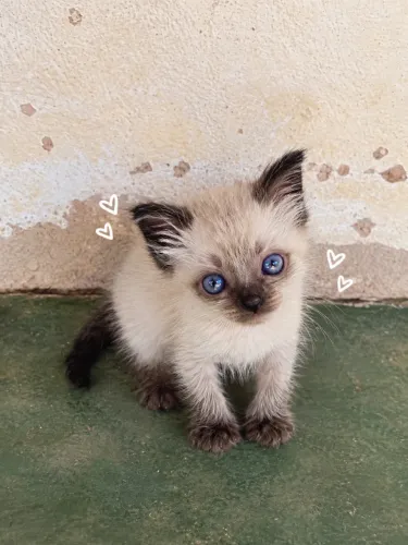 Gatinho pra doacao