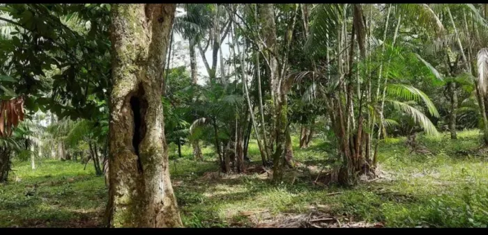 Vendo terreno em Marituba