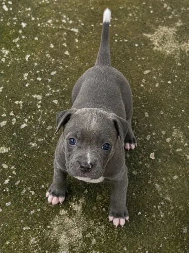American bully