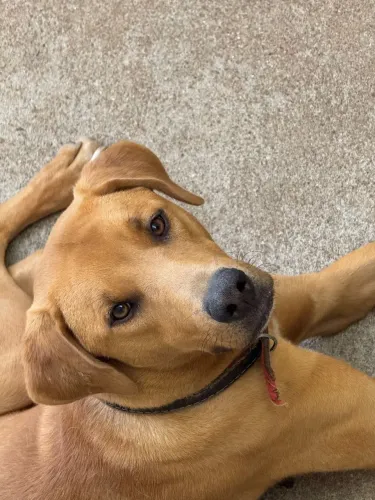 Cachorro para doação responsável (Grande)