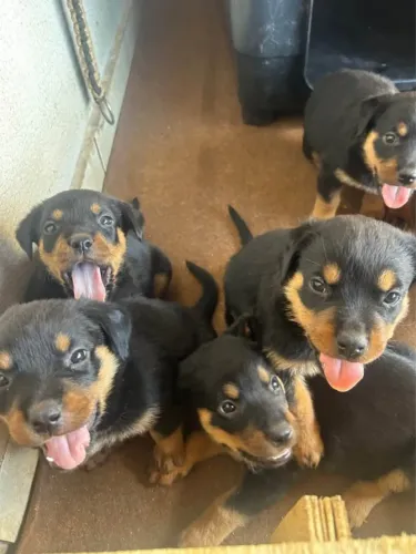 ? Doação de Filhotes de Rottweiler - Fofos e Saudáveis! ?