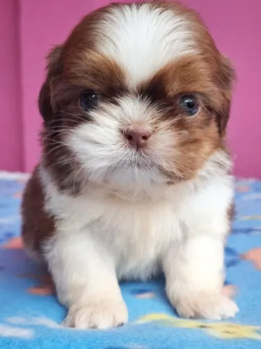 Shih Tzu macho, filhote pelagem branca e fígado, olhos verdes - Canil Best Friend 