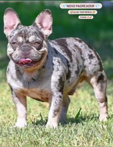 Bulldog francês Macho 