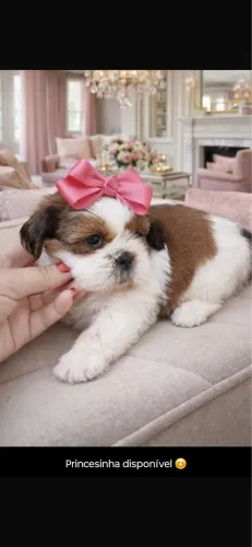 Shih-tzu com 44 dias vermifugado com 54 dias