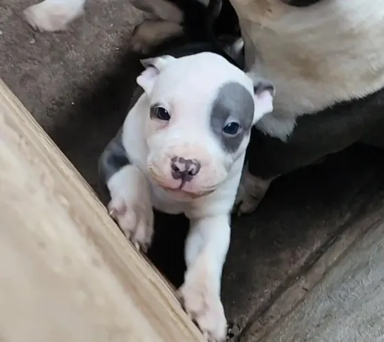 Vendo American bully