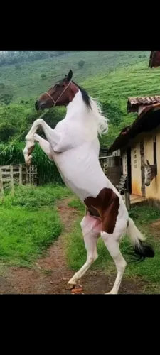 Cavalo