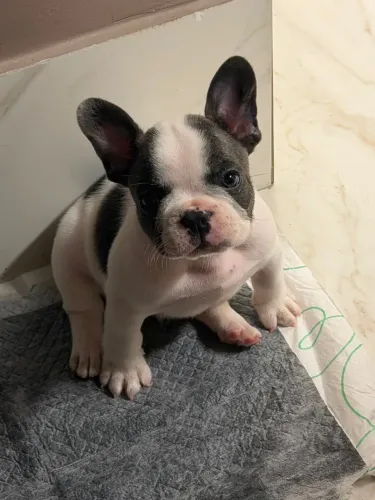 Bulldog francês