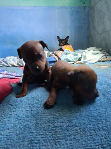 Venda de cachorro miniatura pinscher N° 1