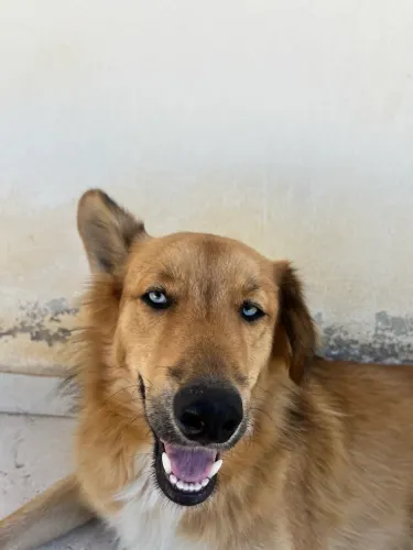 Doação pastor alemão com husky 