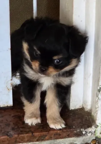 Filhote de Chihuahua macho com pedigree