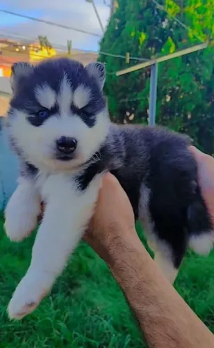 Husky siberiano filhote de lobo fofo