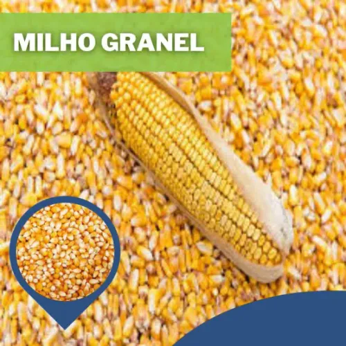 Milho a granel