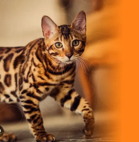 Bengal