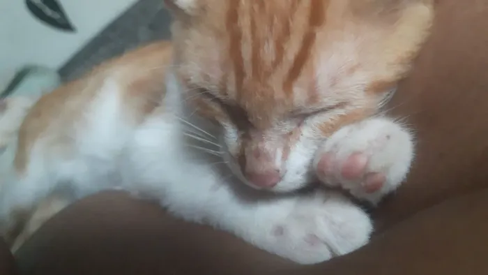Doa-se gatos e gatas