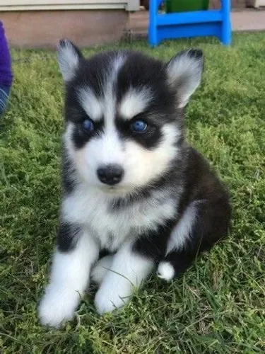 Husky Siberiano - Novos Momentos Começa Aqui