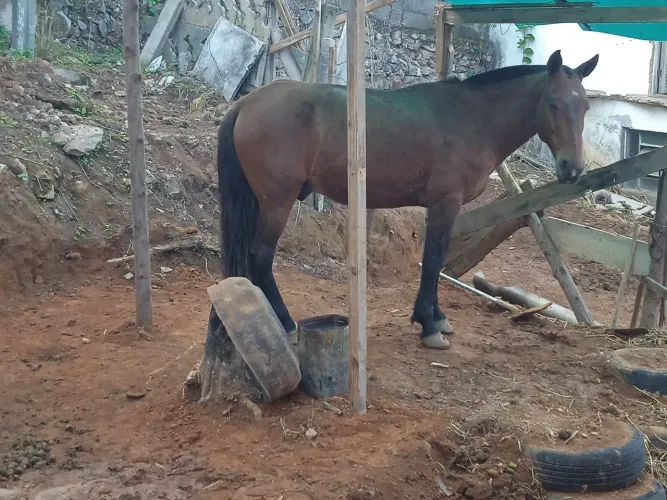 Cavalo macha picada tem de 8pra 9 anos