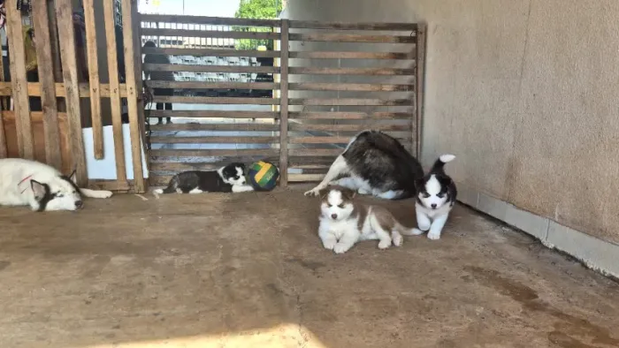 Husky siberiano filhote 3