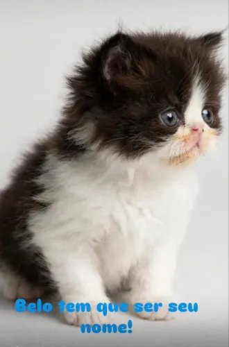 Gatos Persa
