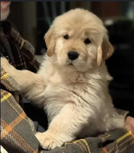 Golden Retriever Filhotes Raça Diferenciada.