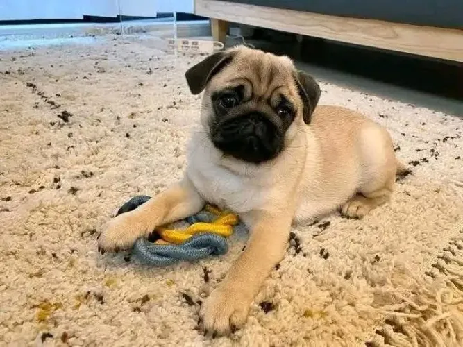Cachorro Pug