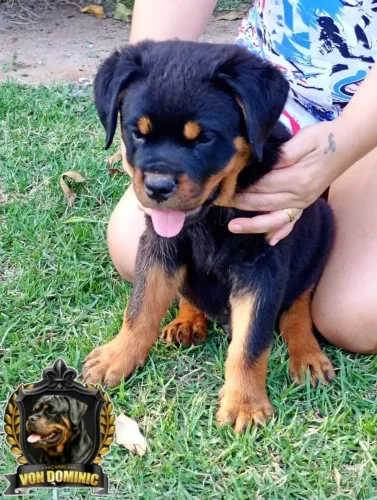 FILHOTES DE ROTTWEILER PURO COM GARANTIA