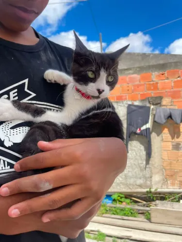 Gato macho para adoção