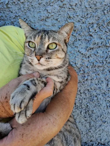 Linda gatinha mansa ADOÇÃO!!!