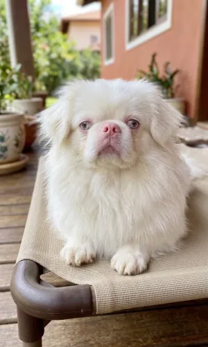 Macho de pequinês 