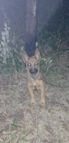 Vende esa filhote de pastor belga