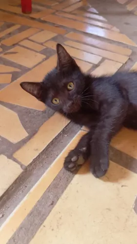 Doação de gato macho filhote 