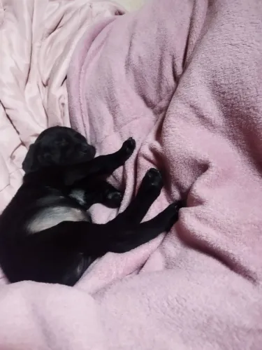Cachorro