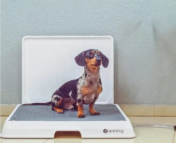 Banheiro Pet inteligente