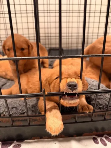 Filhotes de Golden Retriever | Mini fofuras imperdíveis!