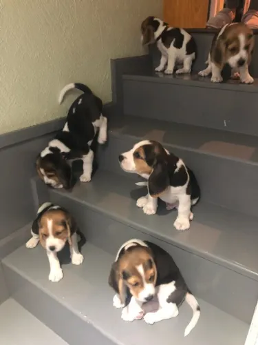 Beagle puro com vacina 