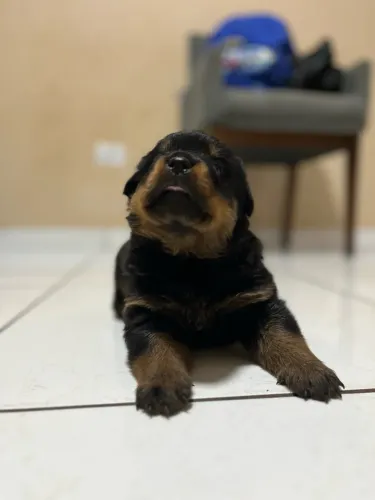 Rottweiler 