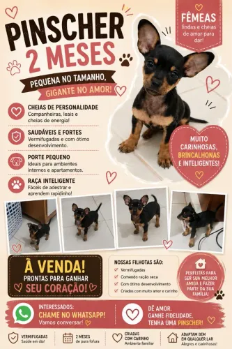 Vendo duas pinscher femeas